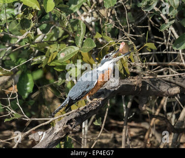 Di inanellare kingfisher in un albero ottenere pronto ad inghiottire un pesce di fiume Pixaim, Pantanal, Brasile Foto Stock