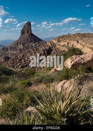 Tessitore ago, Fremont sella, Peralta Canyon, AZ Foto Stock