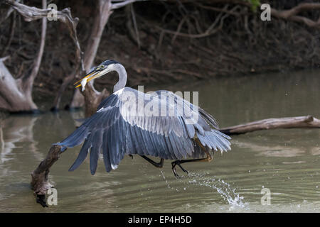 Airone Cocoi in fretta per andare a mangiare il suo pesce, Fiume Pixaim, Pantanal, Brasile Foto Stock