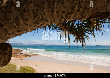 Un Hala tree si affaccia sulla spiaggia di Byron Bay, Australia. Foto Stock