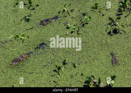 Caimans immerso in un stagno di Salvinia e giacinto di acqua, Transpantanal autostrada, Pantanal, Brasile Foto Stock