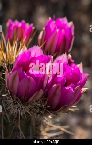 Rosa a fiore riccio (Echinocereus fasciculatus) cactus fiorisce, Dutchman's Trail al di fuori della prima acqua, superstizione deserto Foto Stock