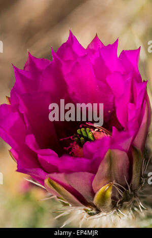 Rosa a fiore riccio (Echinocereus fasciculatus) cactus fiorisce, Dutchman's Trail al di fuori della prima acqua, superstizione deserto Foto Stock