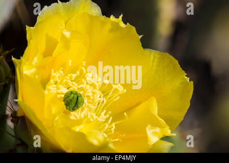 Engelmann ficodindia (Opuntia engelmannii) cactus fiorisce, Dutchman's Trail al di fuori della prima acqua, superstizione Wilderness Area, Foto Stock