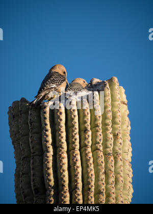 Gila picchio rosso maggiore (Melanerpes uropygialis) su un arto del Saguaro, Lost Dutchman State Park, Apache Junction, Arizona. Foto Stock