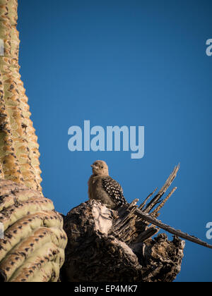 Gila picchio rosso maggiore (Melanerpes uropygialis) su un arto del Saguaro, Lost Dutchman State Park, Apache Junction, Arizona. Foto Stock