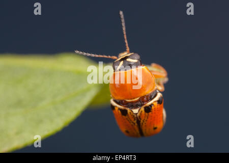 Un caso-foglia portante Beetle (Griburius larvatus) posatoi su una foglia. Foto Stock