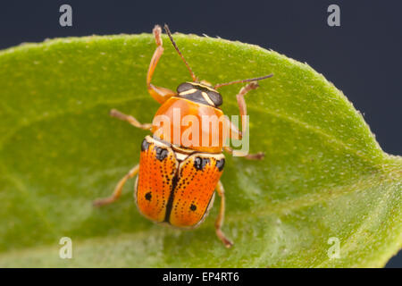 Un caso-foglia portante Beetle (Griburius larvatus) posatoi su una foglia. Foto Stock