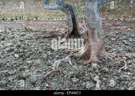 Le radici e il tronco di un vecchio albero di mangrovia in Cambogia mare banca. Foto Stock