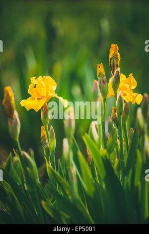 Iris pseudacorus noto anche come bandiera gialla iris Foto Stock