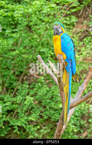 Macaw sul ramo Foto Stock