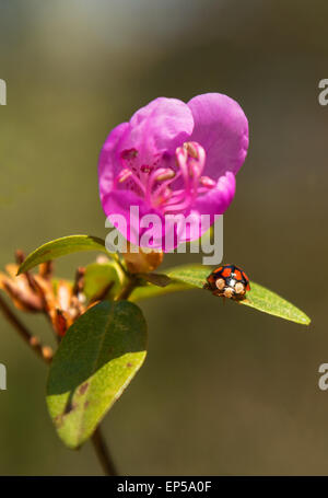 Fiore di rododendro. Close up con coccinella. Montagne di Altai, Siberia, Russia Foto Stock