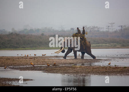 O asiatico Elefante indiano (Elephas maximus), e mahouts tornando dalla mattina presto la raccolta di foraggio sfoglia, circa a croce Foto Stock