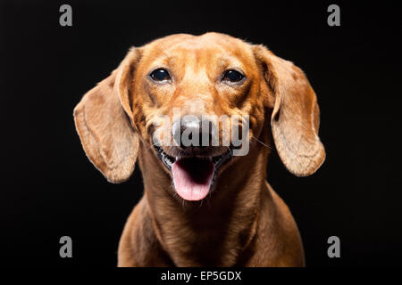 Ritratto di Allegro marrone cane bassotto isolato Foto Stock