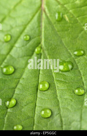 Wassertropfen auf einem Blatt Foto Stock