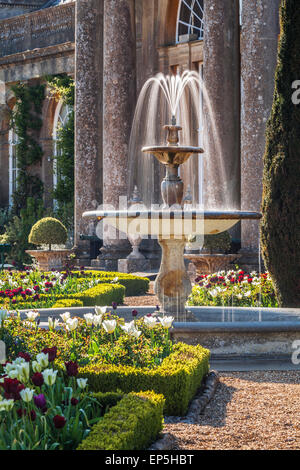 I tulipani sulla terrazza della struttura Bowood House nel Wiltshire. Foto Stock