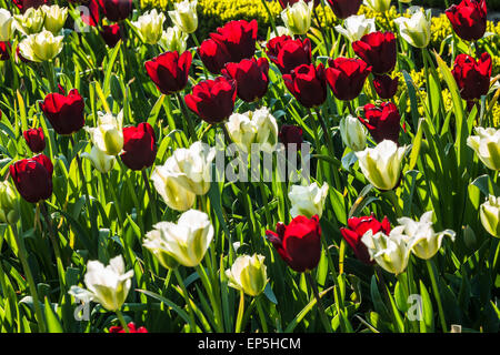 I tulipani sulla terrazza presso la struttura Bowood House nel Wiltshire. Foto Stock