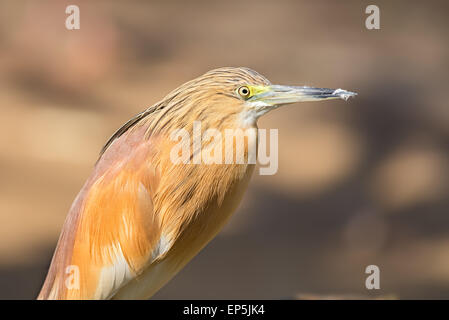 Ritratto di sgarza ciuffetto (Ardeola ralloides) Foto Stock