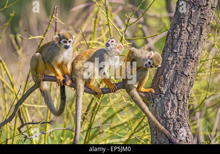 Tre comuni scimmie scoiattolo (Saimiri sciureus) giocando su un ramo di albero Foto Stock