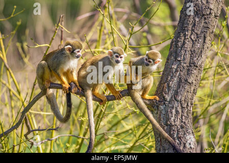 Tre comuni scimmie scoiattolo (Saimiri sciureus) giocando su un ramo di albero Foto Stock