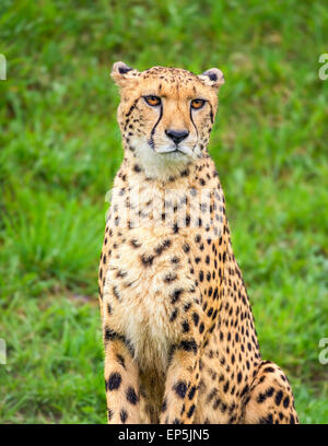 Ritratto di ghepardo (Acinonyx jubatus) Foto Stock