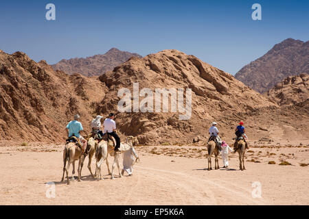 L'Egitto, il Sinai Sharm el Sheikh, Parco Nazionale di Nabq, beduini offrono ai turisti desert safari in cammello Foto Stock