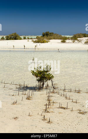 L'Egitto, il Sinai Sharm el Sheikh, Parco Nazionale di Nabq, mangrovie, Avicennia marina, in fondali bassi Foto Stock