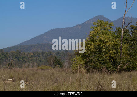 Bardia National Park. Il Nepal. E Shiwalik Churia Hills. Colline che portano a Himalaya. Tiger (Panthera tigris), paese. Foto Stock