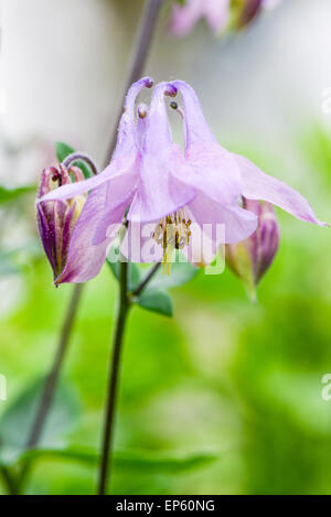 Aquilegia, Ranunculaceae, Bassa Austria, area meridionale della Bassa Austria, Eggendorf Foto Stock