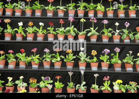 Teatro padiglione auricolare display sulla pianta dello specialista stand nel tendone floreali ad RHS Chelsea Flower Show, Maggio 2014 Foto Stock