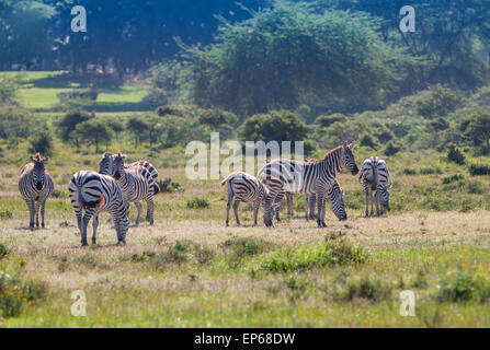 Mandria di zebre selvatiche Foto Stock