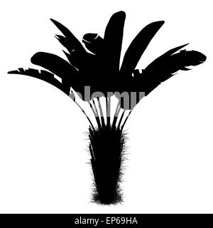 Silhouette di wild banana Palm tree isolato Foto Stock