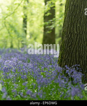 Tappeto di Bluebells nel bosco di faggio, Surrey, Regno Unito Foto Stock