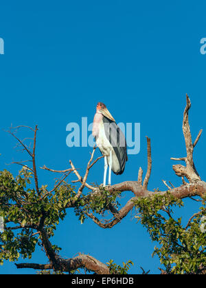 Marabou Stork seduta su un ramo contro il cielo blu Foto Stock