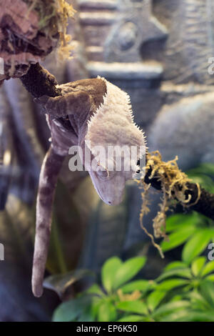 Il Pet crested gecko poggia su un ramo in terrario dopo una salita Foto Stock