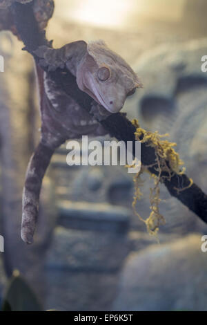 Il Pet crested gecko poggia su un ramo in terrario dopo una salita Foto Stock