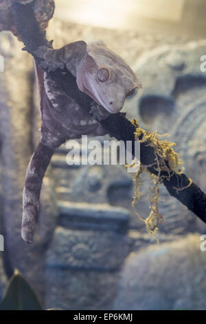 Il Pet crested gecko poggia su un ramo in terrario dopo una salita Foto Stock