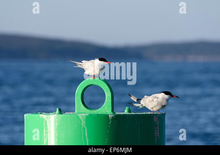 Due le sterne artiche (Sterna paradisaea) poggiano su un possibile navigazione appena al largo della costa della isola di Mount Desert, Maine. Foto Stock