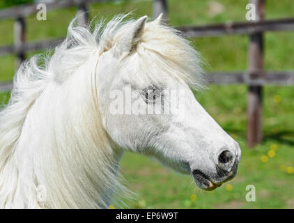 La testa di un nazionale del cavallo bianco in un campo nel Regno Unito. Foto Stock