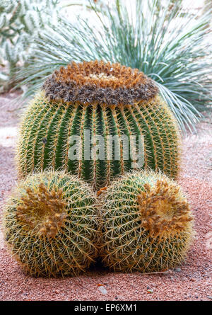 Tre grandi cactus su uno sfondo di ghiaia Foto Stock