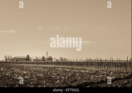 Effetto vintage . Il paesaggio agricolo con vigneto e agriturismo in background Foto Stock