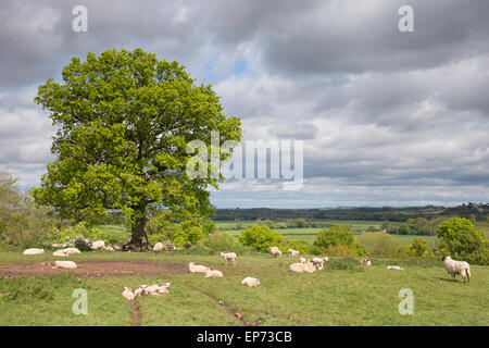 Le pecore e gli agnelli in appoggio a metà giornata sole con l'ombra di una coppia di Oak tree, England, Regno Unito Foto Stock