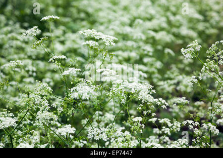 Prezzemolo di mucca Foto Stock