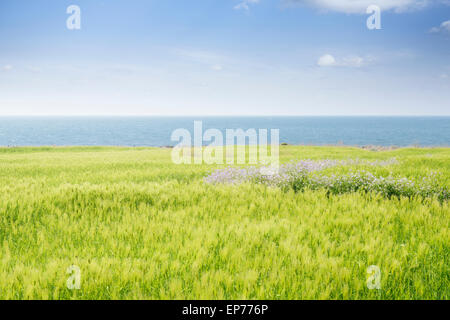 Paesaggio di verde campo di orzo e orizzonte con cielo chiaro in Gapado Isola di Jeju Island in Corea. Foto Stock