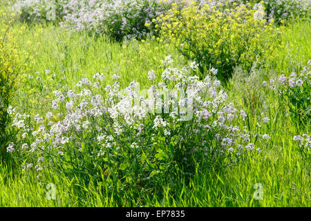 Raphanus sativus var. hortensis per. raphanistroides fiori in un campo in Gapado Isola di Jeju-do, Corea. Foto Stock