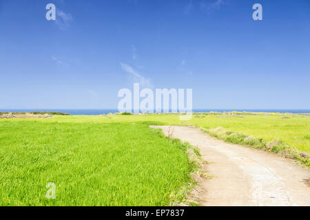 Paesaggio di verde campo di orzo e Olle trail con cielo chiaro in Gapado Isola di Jeju Island in Corea. Foto Stock