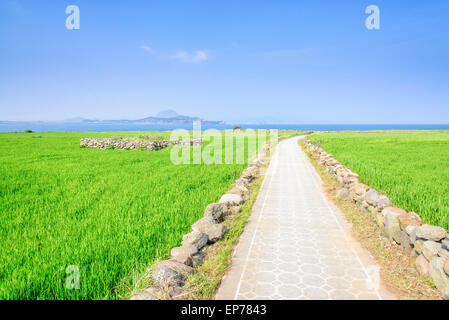Paesaggio di verde campo di orzo e Olle trail con cielo chiaro in Gapado Isola di Jeju Island in Corea. Foto Stock