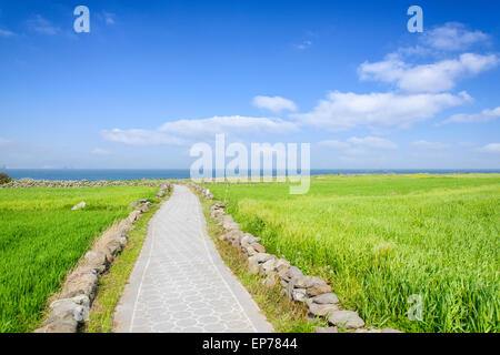 Paesaggio di verde campo di orzo e Olle trail con cielo chiaro in Gapado Isola di Jeju Island in Corea. Foto Stock