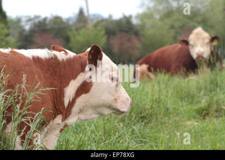 Mucca nel campo Foto Stock