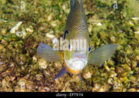 Bluegill fish with spawning colours. Foto Stock